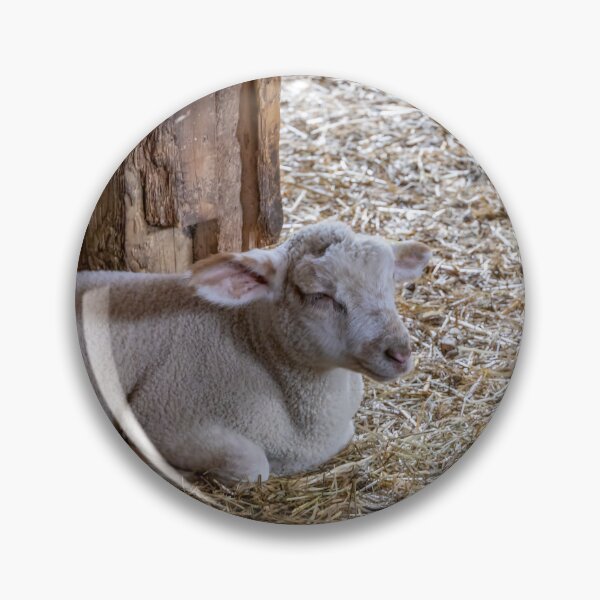 Item preview, Lamb Resting at Spruce Farm designed and sold by jrtwynam.