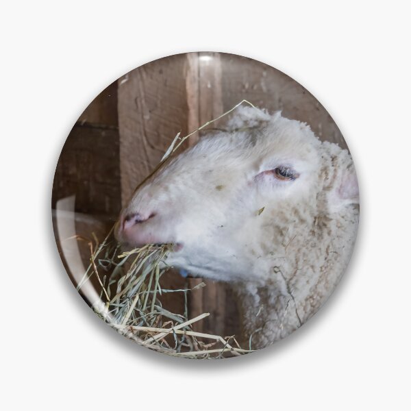 Item preview, Sheep Feeding at Spruce Farm 1 designed and sold by jrtwynam.