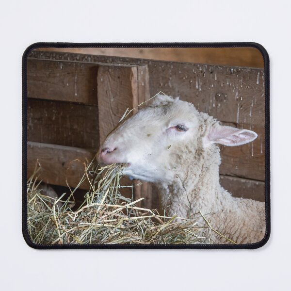 Item preview, Sheep Feeding at Spruce Farm 1 designed and sold by jrtwynam.