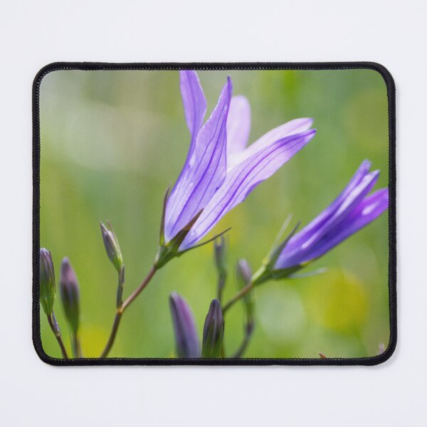 Item preview, Campanula patula designed and sold by Kasia Design.