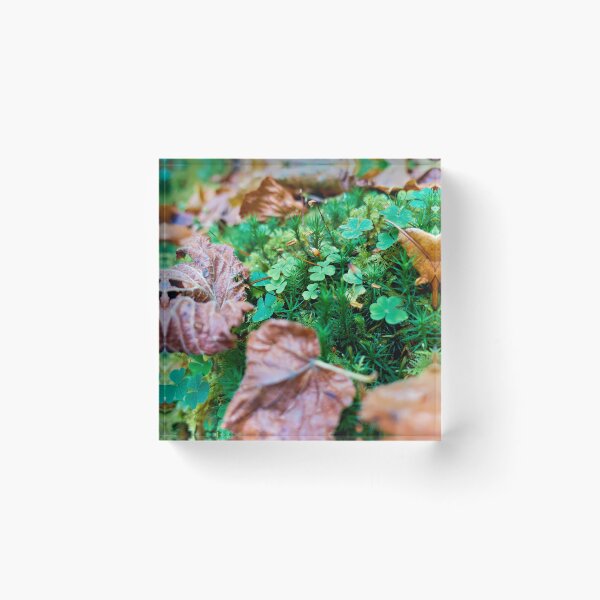 Item preview, Quiet forest clearing designed and sold by beatbieri.ch.