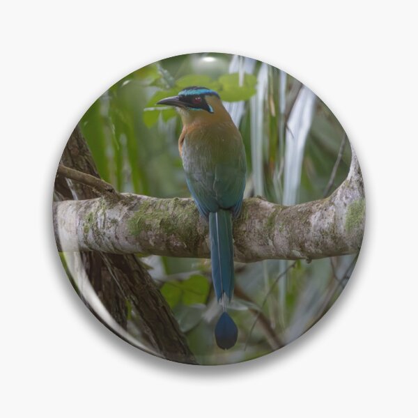 Item preview, Lesson's Motmot designed and sold by smacdonn.