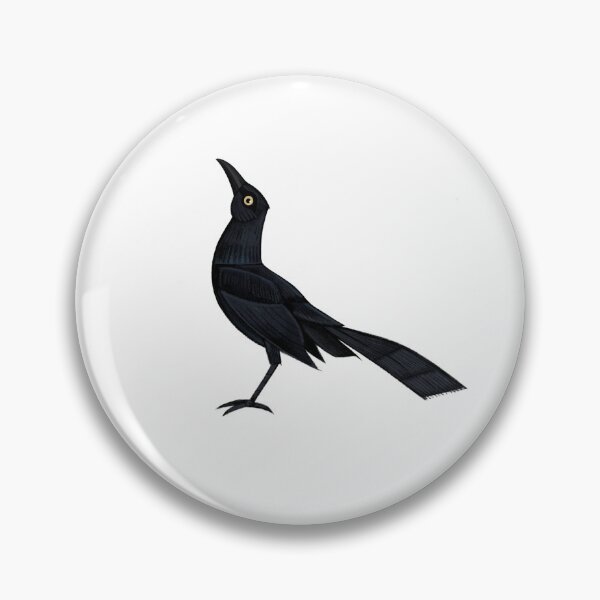 Item preview, Great-tailed Grackle (Transparent)  designed and sold by BlueBowMimid.