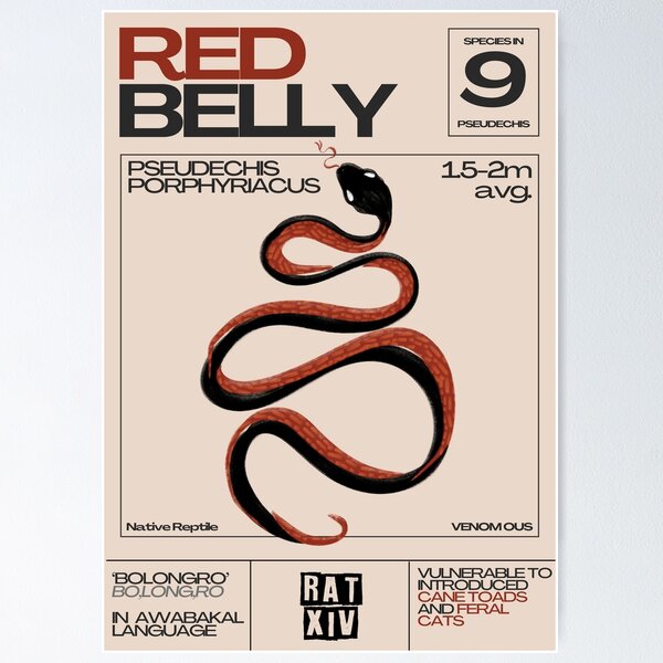 Item preview, Red  Belly Black Snake - Pseudechis porphyriacu designed and sold by Ratxiv.