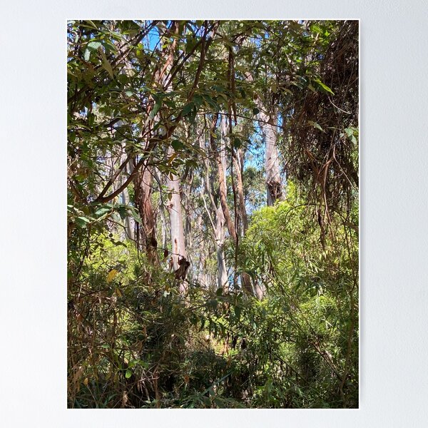 Item preview, Victorian bushland - Otways designed and sold by graydoingthings.