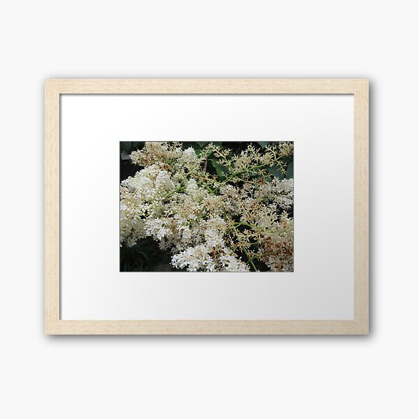 Item preview, Japanese Lilac designed and sold by collageDP.