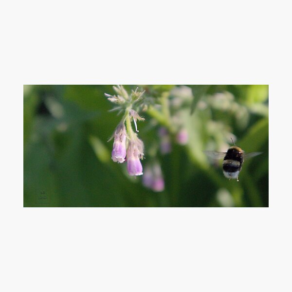 Item preview, Hover - Bee & Flower designed and sold by liordrift.