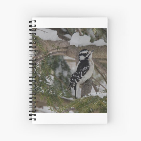 Item preview, Downy woodpecker on tree designed and sold by amzani.