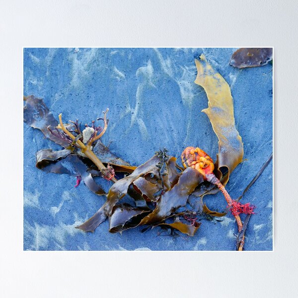 Item preview, Beached designed and sold by Harry Oldmeadow.