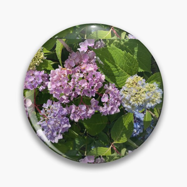 Item preview, Many Colors of Hydrangea on One Plant  designed and sold by Amanda1775.