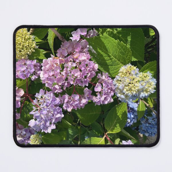Item preview, Many Colors of Hydrangea on One Plant designed and sold by Amanda1775.