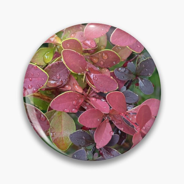 Item preview, barberry bush and raindrops close-up, botanical style for textiles and stationery designed and sold by Sunshine2504.