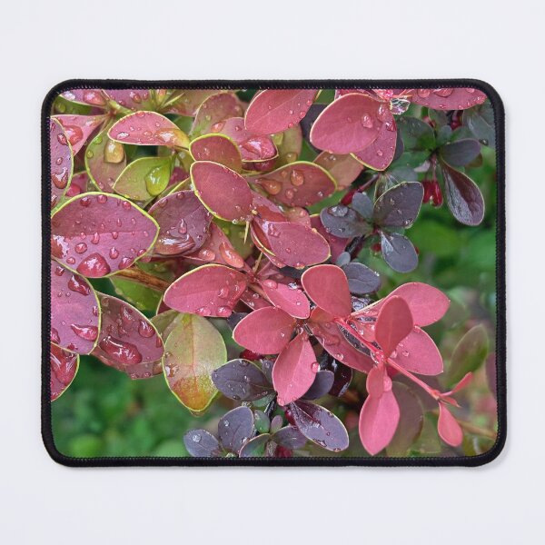 Item preview, barberry bush and raindrops close-up, botanical style for textiles and stationery designed and sold by Sunshine2504.
