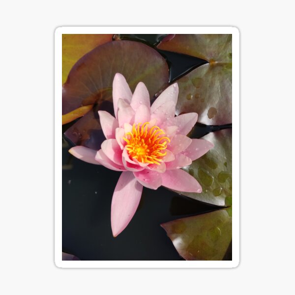 Item preview, Bright pink waterlily photograph  designed and sold by esvb.