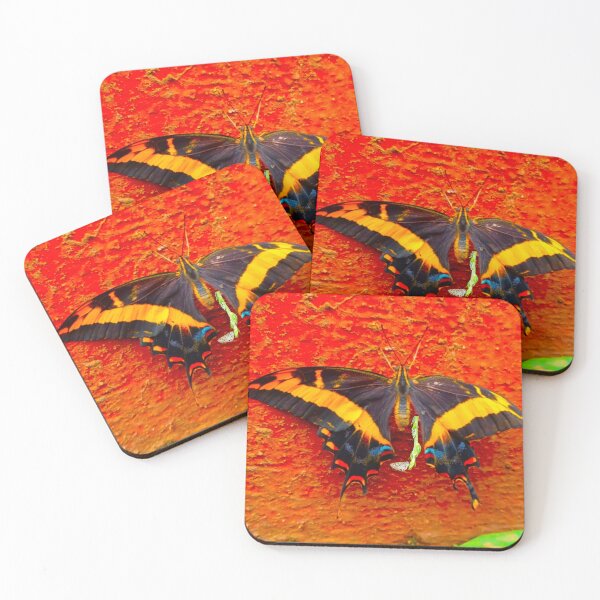 Item preview, Cuban  Swallowtail Butterfly Relaxing on an  Orange Wall RZ  3/25 designed and sold by Unlimited Imagination .
