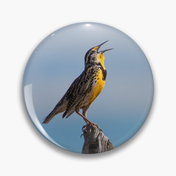 Item preview, Western Meadowlark designed and sold by smacdonn.