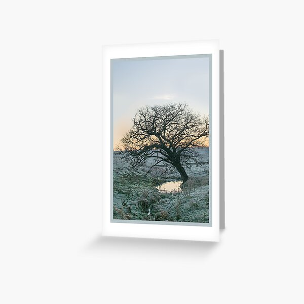 Item preview, Tarjeta de felicitación Roble al amanecer designed and sold by Driftless Backroads Photo - Jan Day.