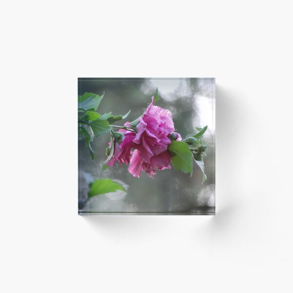 Item preview, Rose of Sharon after a Thunderstorm designed and sold by LadyTimeWarrior.
