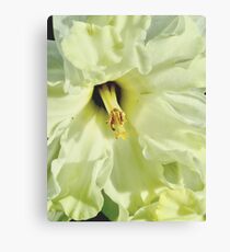 Georgia O'Daffodil 9814 Canvas Print