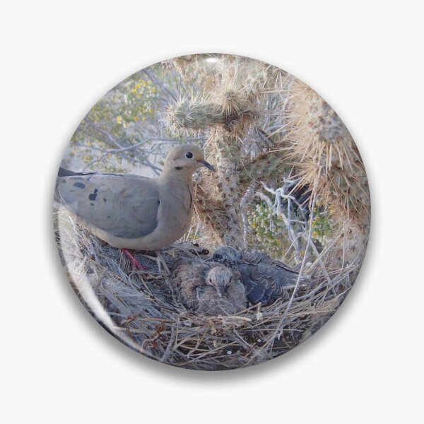 Item preview, Mourning dove & babies' nest cholla cactus California desert designed and sold by ArtByAMReisig.
