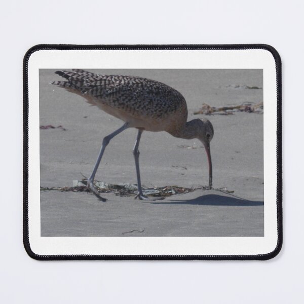 Item preview, Forager of the Tides long-billed curlew shorebird photo designed and sold by ArtByAMReisig.