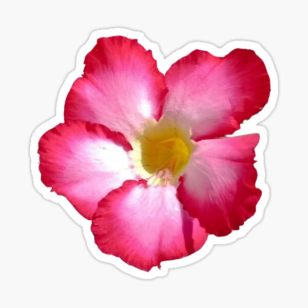 Item preview, The Desert Rose designed and sold by MDGK.