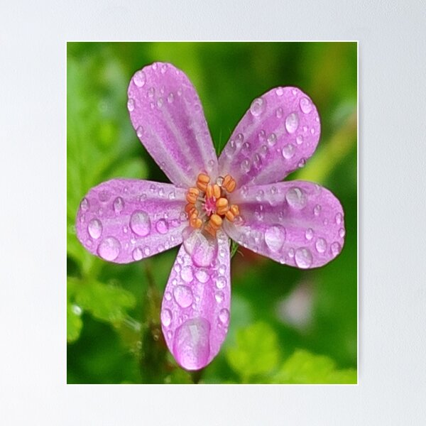 Artikelvorschau, WASSERBLUME entworfen und verkauft von camyss23.