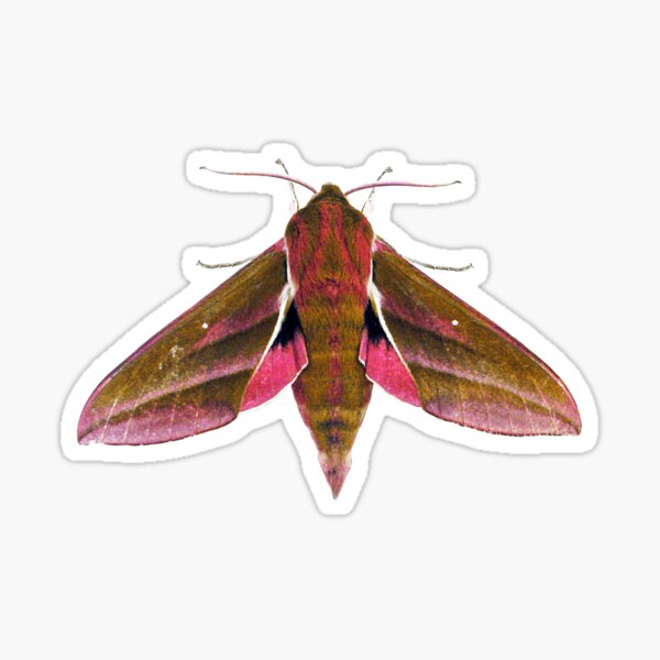Item preview, Elephant Hawk Moth designed and sold by Murph's Images.