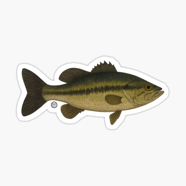 Artikel-Vorschau von Bassfisch - Vintage japanische Kunst - Fisch, designt und verkauft von Kabuji Store.