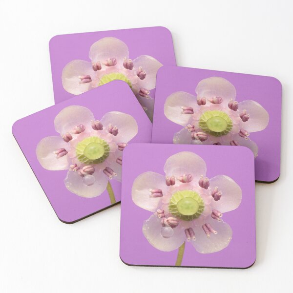 Item preview, Unique flower Umbellate Wintergreen Flower Macro  designed and sold by Goiko7Margarita.