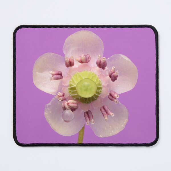 Item preview, Unique flower Umbellate Wintergreen Flower Macro designed and sold by Goiko7Margarita.