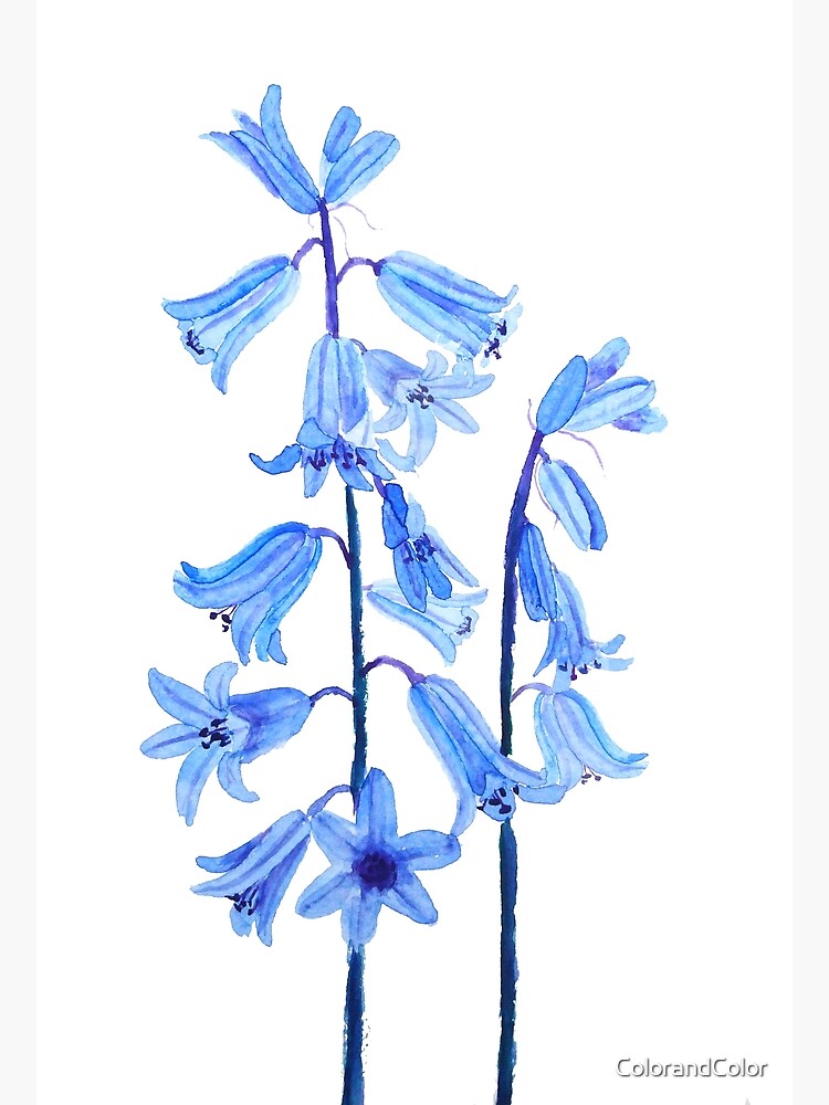 Botanical bluebells flower watercolor Photographic Print for Sale by  ColorandColor