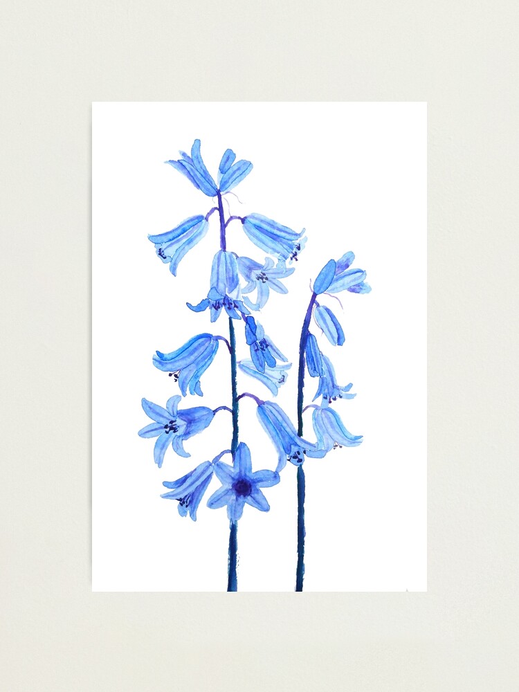 Bluebell Flower - Water Color Print