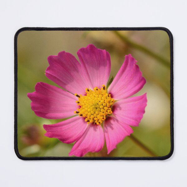 Item preview, Pink Pink Cosmos Flower in Full Bloom designed and sold by Goiko7Margarita.