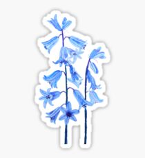 Botanisches Bluebells-Blumenaquarell Sticker