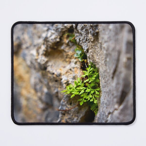 Item preview, Power of nature – plant grows from wall designed and sold by beatbieri.ch.