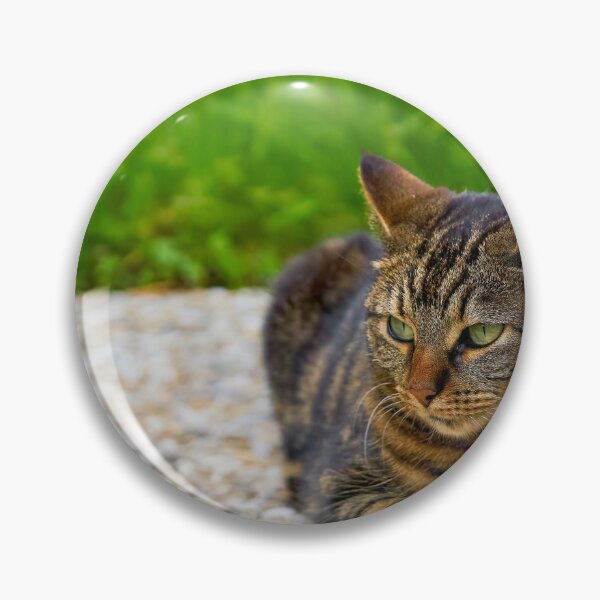 Item preview, Domestic cat in focus designed and sold by beatbieri.ch.