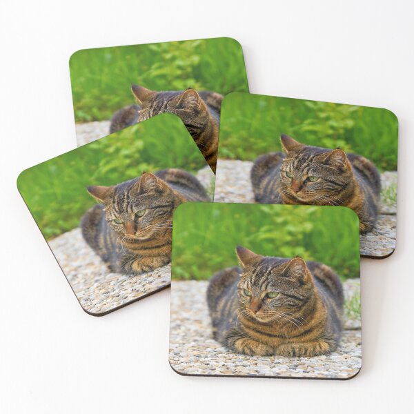 Item preview, Domestic cat in focus designed and sold by beatbieri.ch.