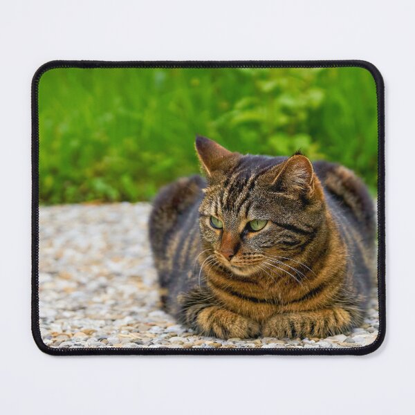 Item preview, Domestic cat in focus designed and sold by beatbieri.ch.