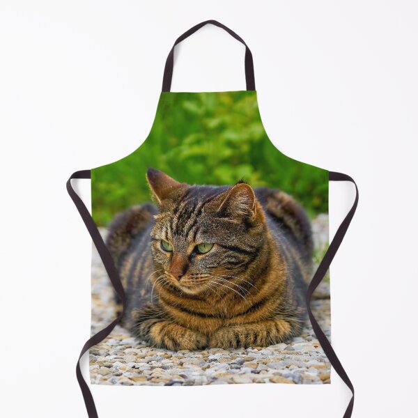 Item preview, Domestic cat in focus designed and sold by beatbieri.ch.