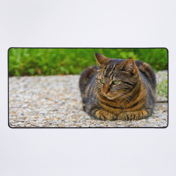 Item preview, Domestic cat in focus designed and sold by beatbieri.ch.