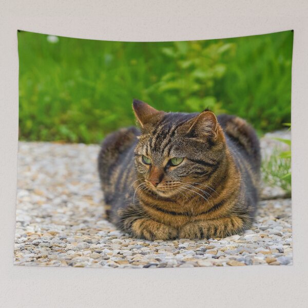 Item preview, Domestic cat in focus designed and sold by beatbieri.ch.