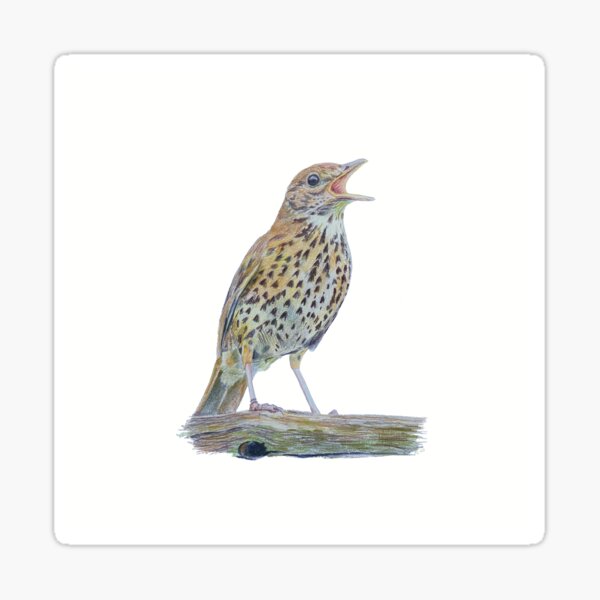 Item preview, Song thrush coloured pencil drawing designed and sold by Karen Turner Stitching Life.