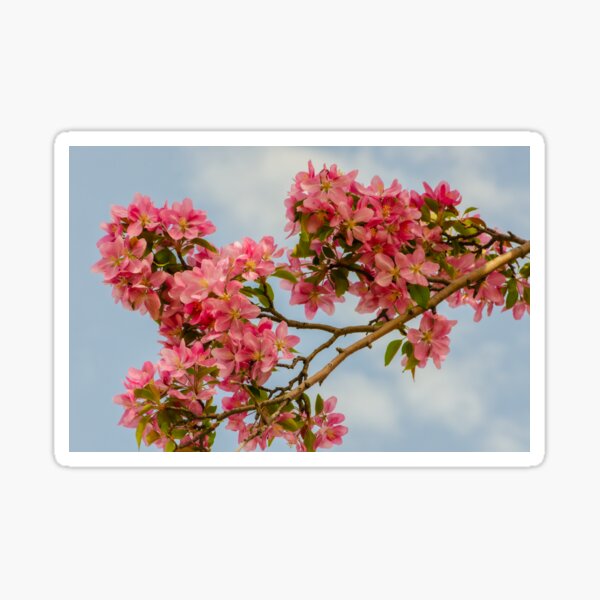 Item preview, Crab Apple Blossoms on a Spring Day designed and sold by Tridentulus.