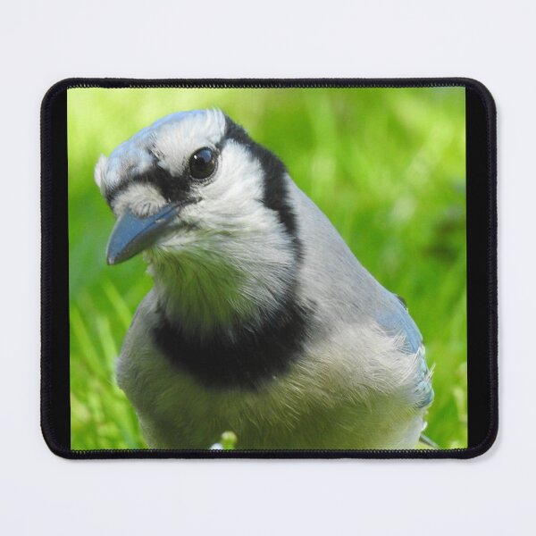 Item preview, Blue Jay Portrait designed and sold by priesterjen.