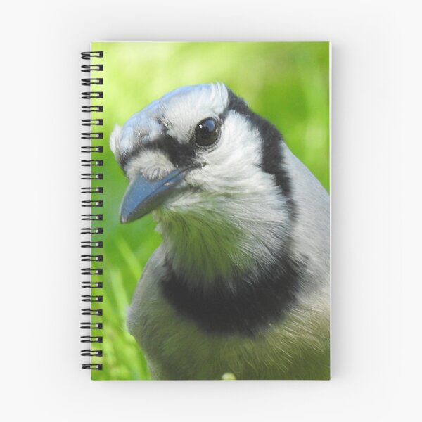Item preview, Blue Jay Portrait designed and sold by priesterjen.