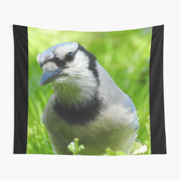 Item preview, Blue Jay Portrait designed and sold by priesterjen.