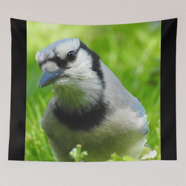 Item preview, Blue Jay Portrait designed and sold by priesterjen.