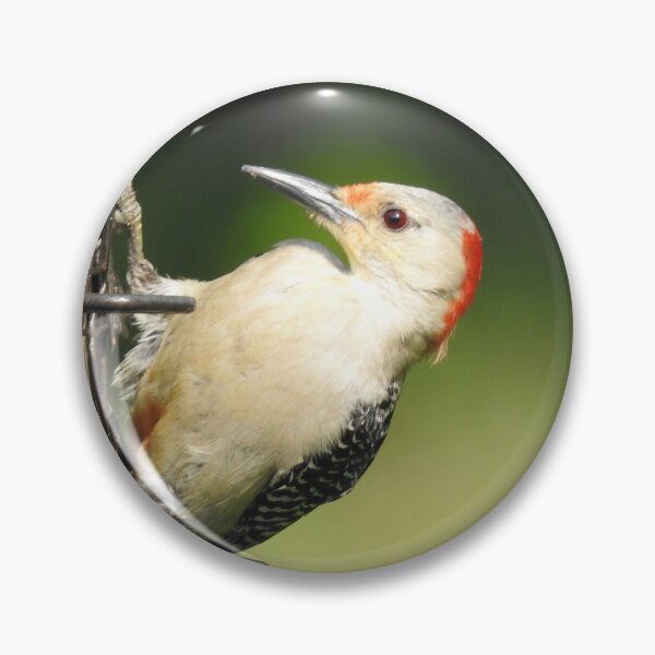 Item preview, Red-bellied Woodpecker on Birdfeeder designed and sold by priesterjen.