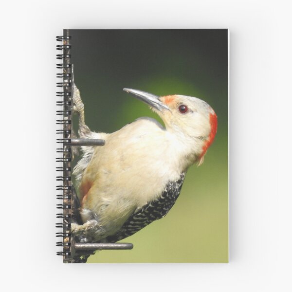 Item preview, Red-bellied Woodpecker on Birdfeeder designed and sold by priesterjen.